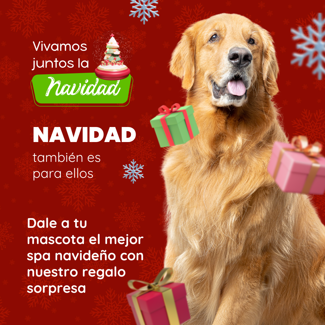 Gafily ® l Gafas HD Para Conducir de DIA y NOCHE 2 x 1 ( Mas Obsequio Sorpresa Para Tu Peludito 🐶 😻 )