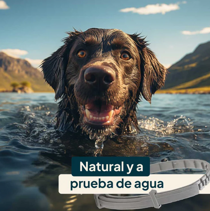COLLAR ANTIPULGAS PARA MASCOTAS 🐶+ 🔥 LLEVA GRATIS CEPILLO A VAPOR 🔥 15% OFF